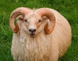 不同种类羊毛的秘密你都知道吗？