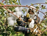 2018年埃及棉花种植面积达30万费丹