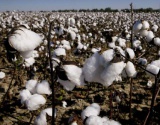 美国棉花生产报告：新棉种植进度完成52%