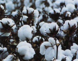 国际棉价上涨 巴基斯坦棉纱出口价格上调