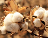 印度计划提高2018/19年度籽棉最低收购价MSP