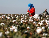 巴基斯坦：棉花消费能力减弱 涤短价格再创新高