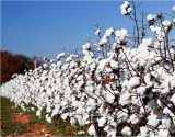 印度CAI预测新年度棉花产量下降3%~4%