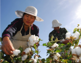 棉花市场周报：国内外棉价走势先抑后扬