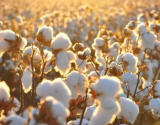 中国棉花周转库存报告(2021年9月) ——纺织用棉需求减弱 周转库存降幅缩小